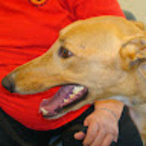 Meet your Posher, Pat